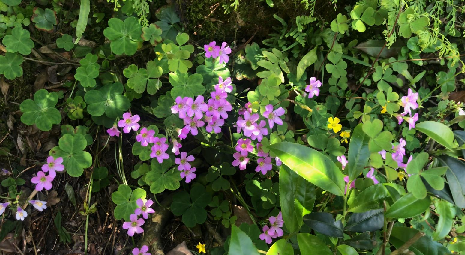 铜锤草别名大全,中药材铜锤草