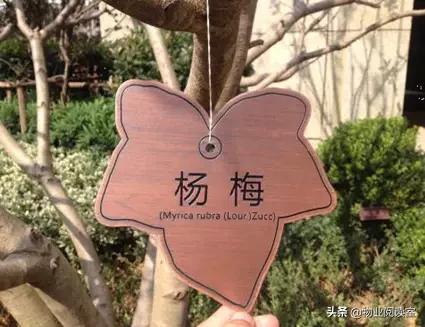 绿城物业精致完美,绿城物业服务到底哪些细节好