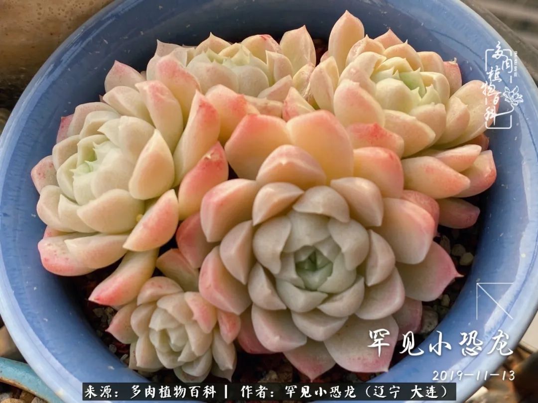 颗粒土除了种多肉还可以种什么,想养动物该怎么养