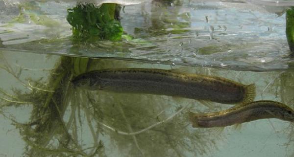 养殖泥鳅需要具备哪些条件和要求,泥鳅养殖技术需要什么条件