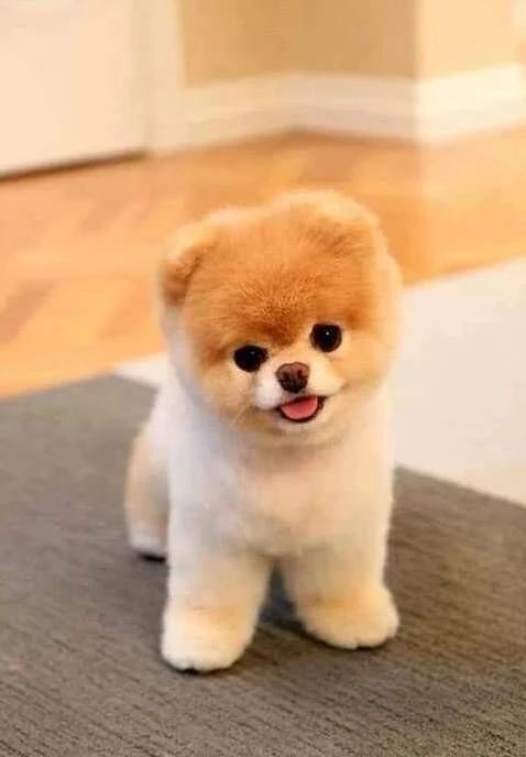 道教礼仪简介范文大全,道教的禁忌与避讳