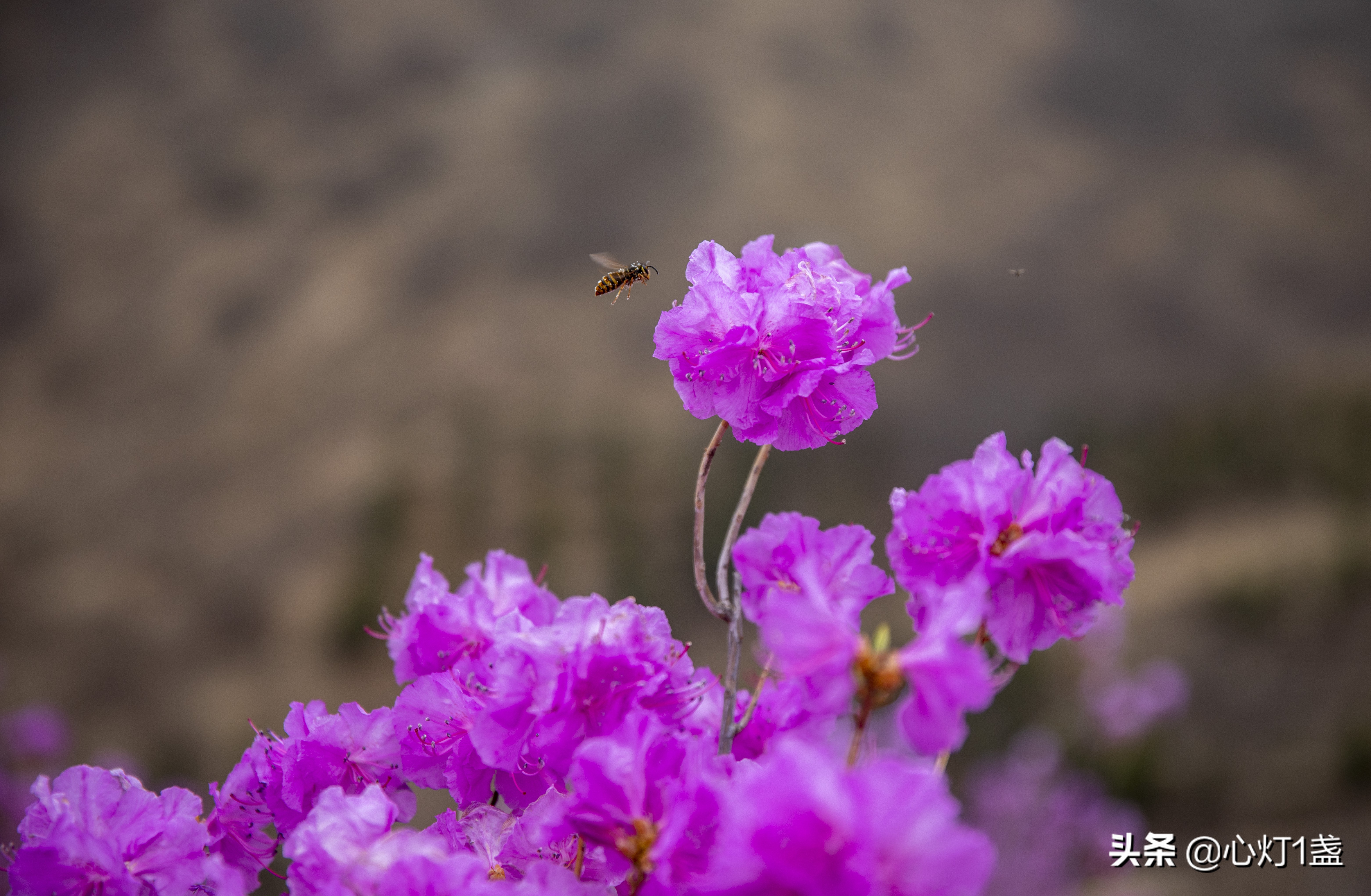 岫岩映山红花海要门票吗,岫岩黄岭映山红花期