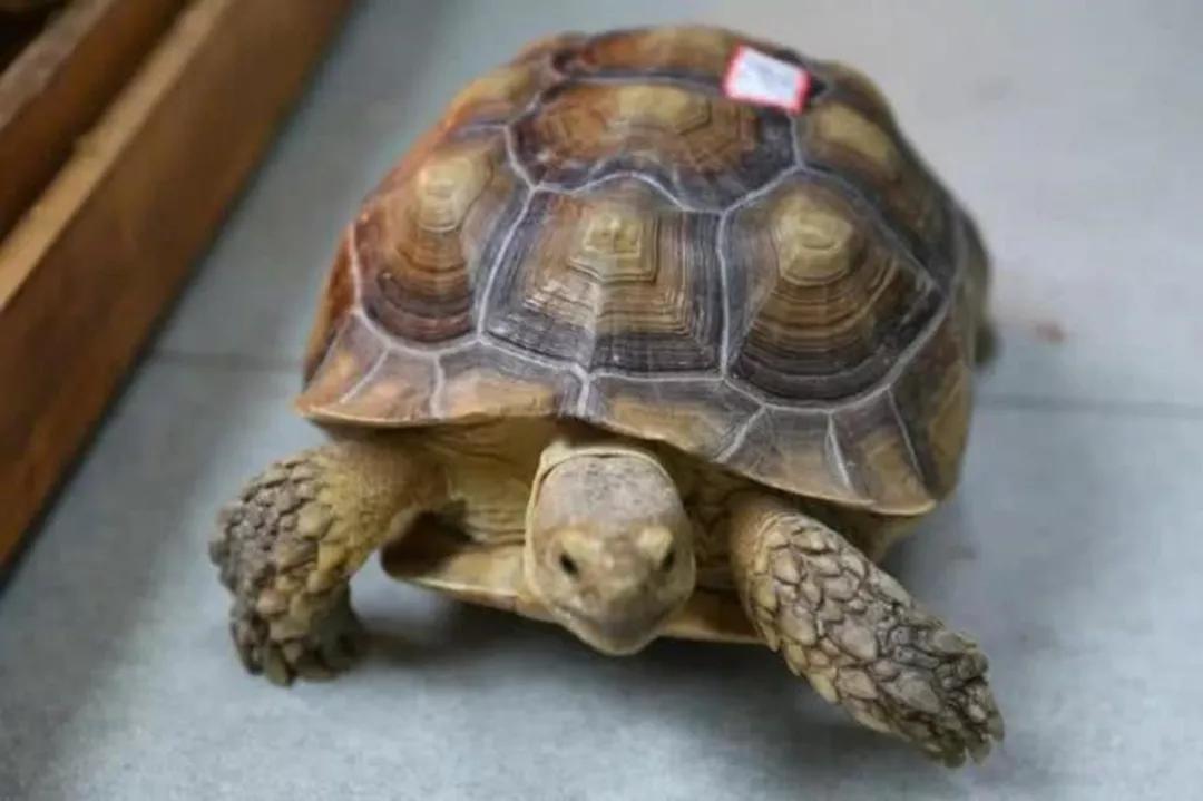 一家宠物店里的动物,一家平淡无奇的宠物店