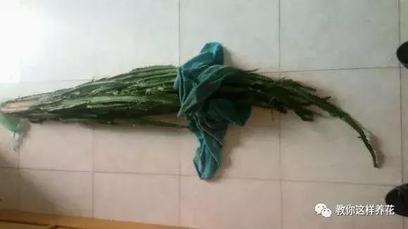 别人扔了的龙骨花捡回来好不好,别人丢掉的发财树能捡回来种吗