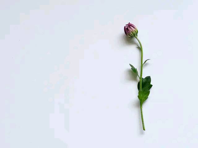 努力是一种心态与年龄无关壁纸,爱美是一种生活态度与年龄无关