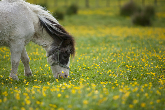 睡眠不足更容易变傻,睡眠不足容易早醒