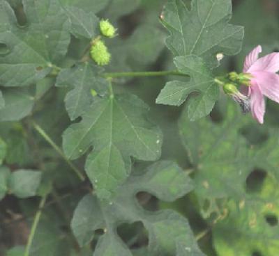 老中医可以给孩子起名吗,用中药名字给孩子取名可以吗