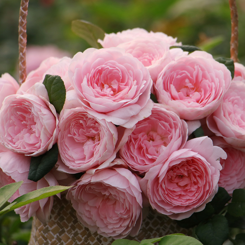 月季图鉴哪本书好,淘宝上最好养的月季品种