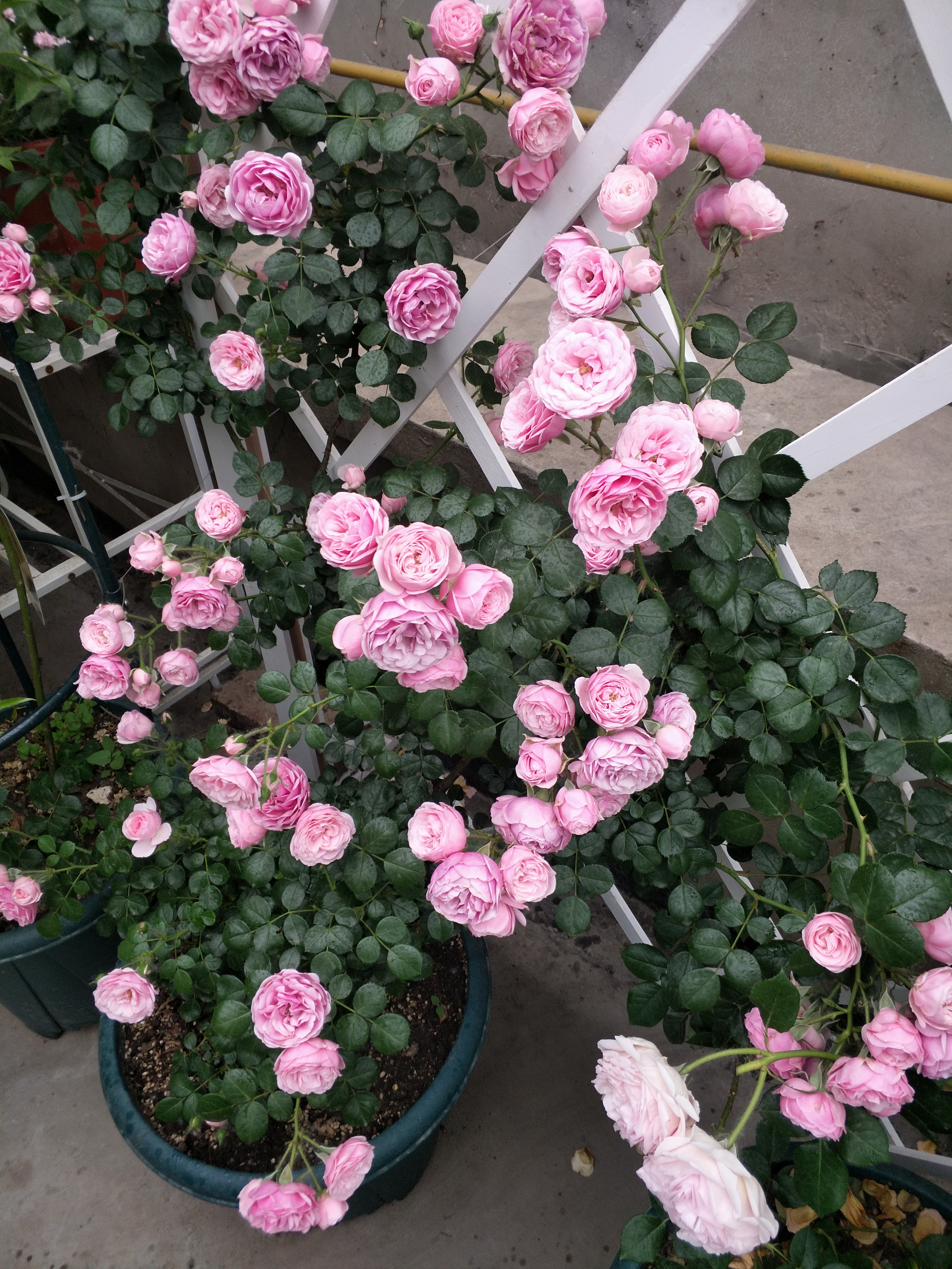 月季花黑斑病治疗的土方法,月季花黑斑病的预防方法