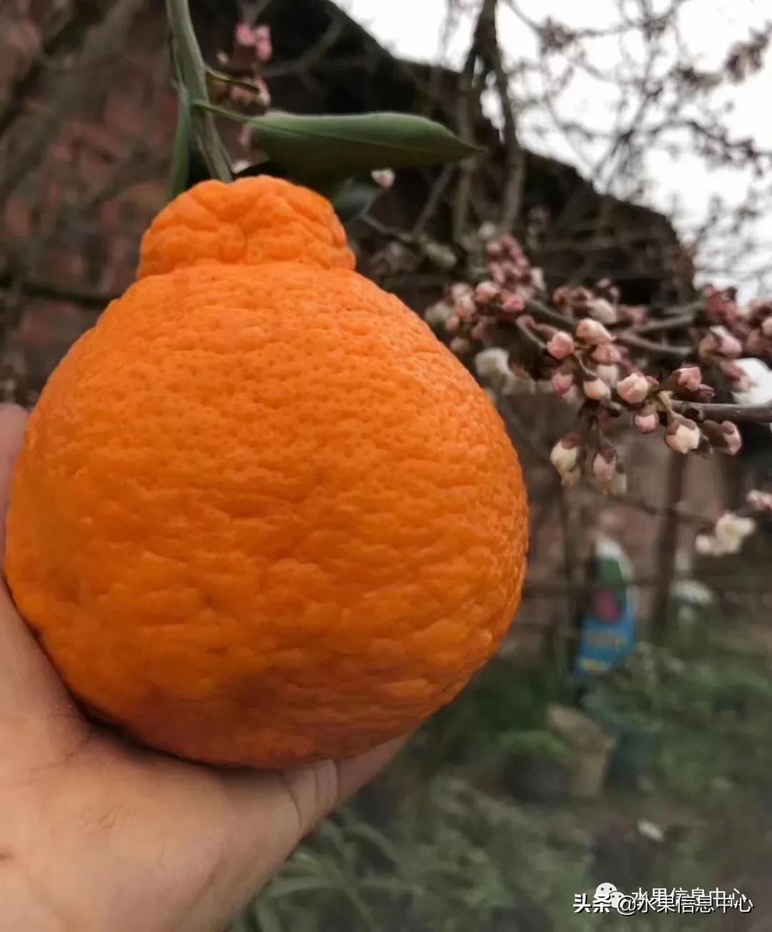 我国柑橘产区分布,柑橘产地行情