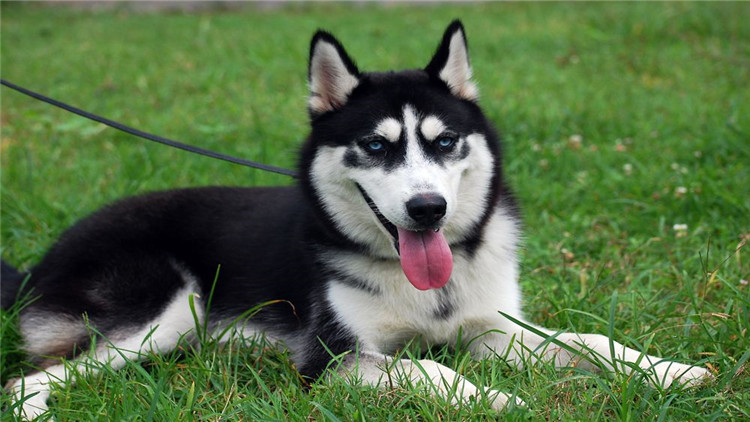 狗狗有哪三个信号说明已经怀孕了,怎么判断狗狗刚怀孕的症状