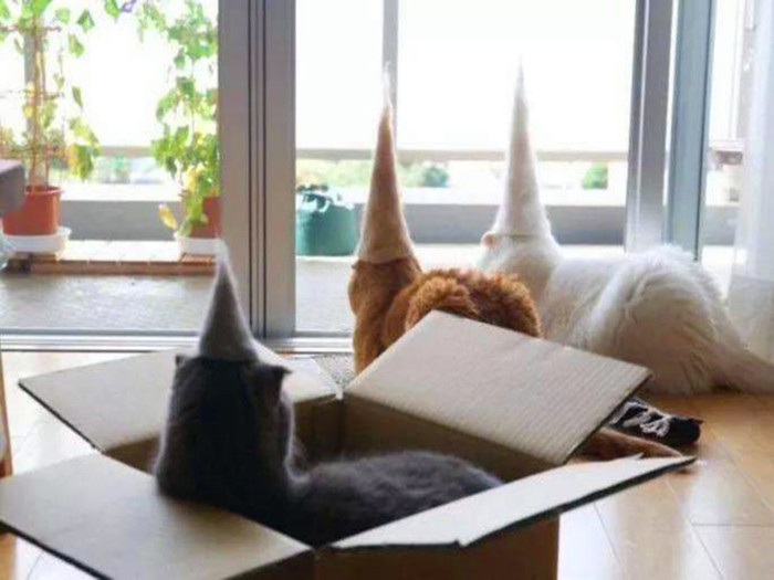 猫咪掉毛太严重满屋子都是猫毛 (猫咪掉毛扎毛毡)