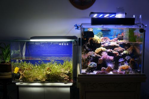 磷酸盐PO4的来源,要如何去除海水缸中的磷酸盐呢?