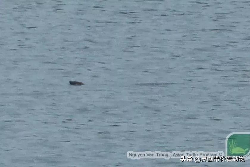 斑鳖即将灭绝人工克隆,全球仅剩3只斑鳖