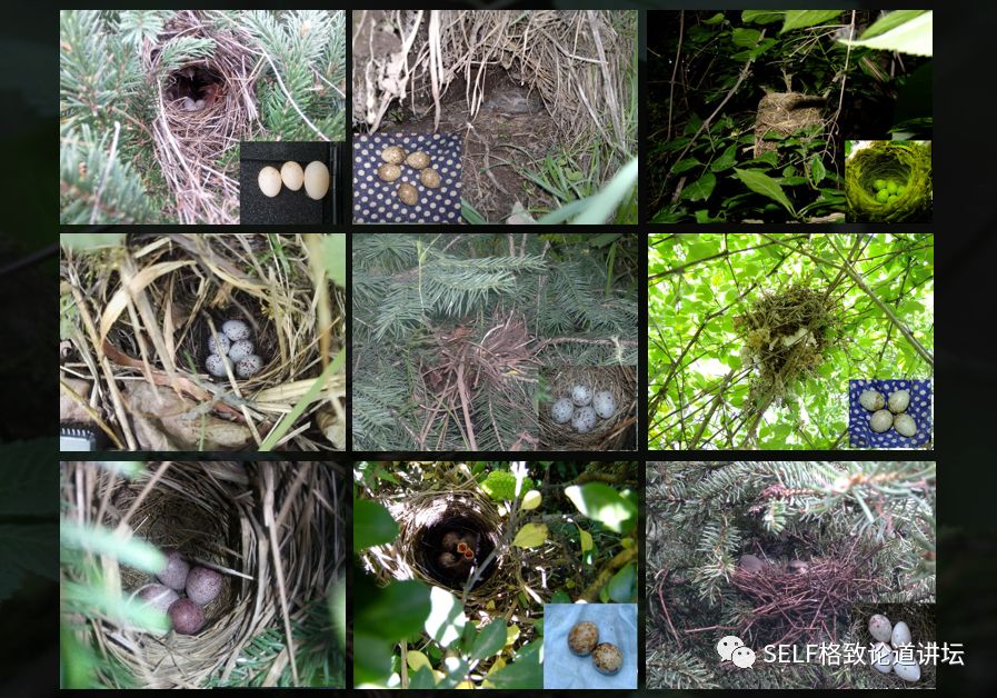 科学家如何观察植物,鸟类的研究方法