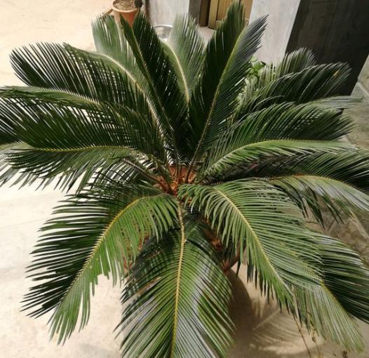 给铁树放硫酸亚铁,给铁树浇水注意事项