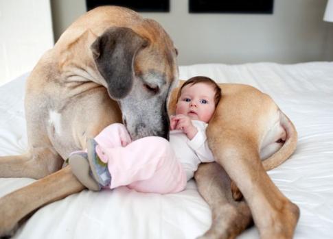 辟谣怀孕不能做的事,官方辟谣怀孕不能养狗