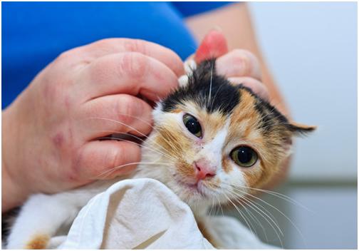 养猫家里常备药品,养猫必备的10种药