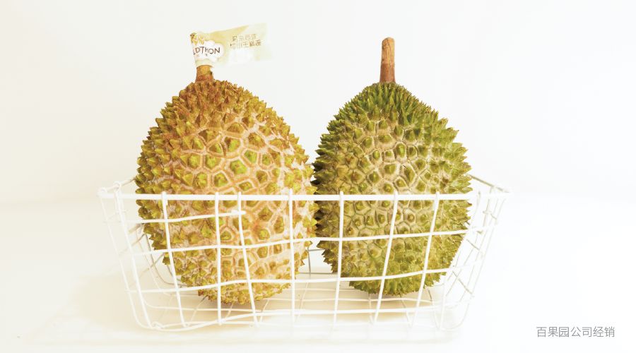 猫山王榴莲上市了吗,猫山王榴莲几月份成熟上市