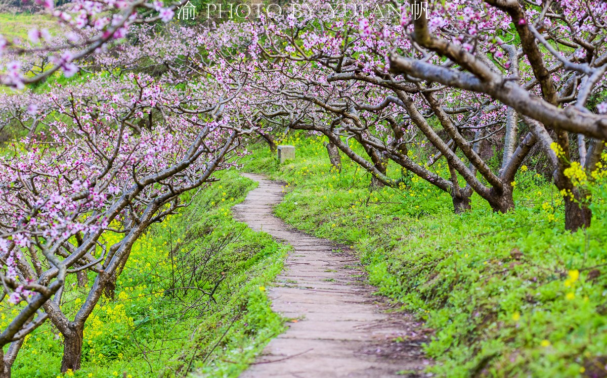 潼南桃花山景区,潼南春游踏青最佳地
