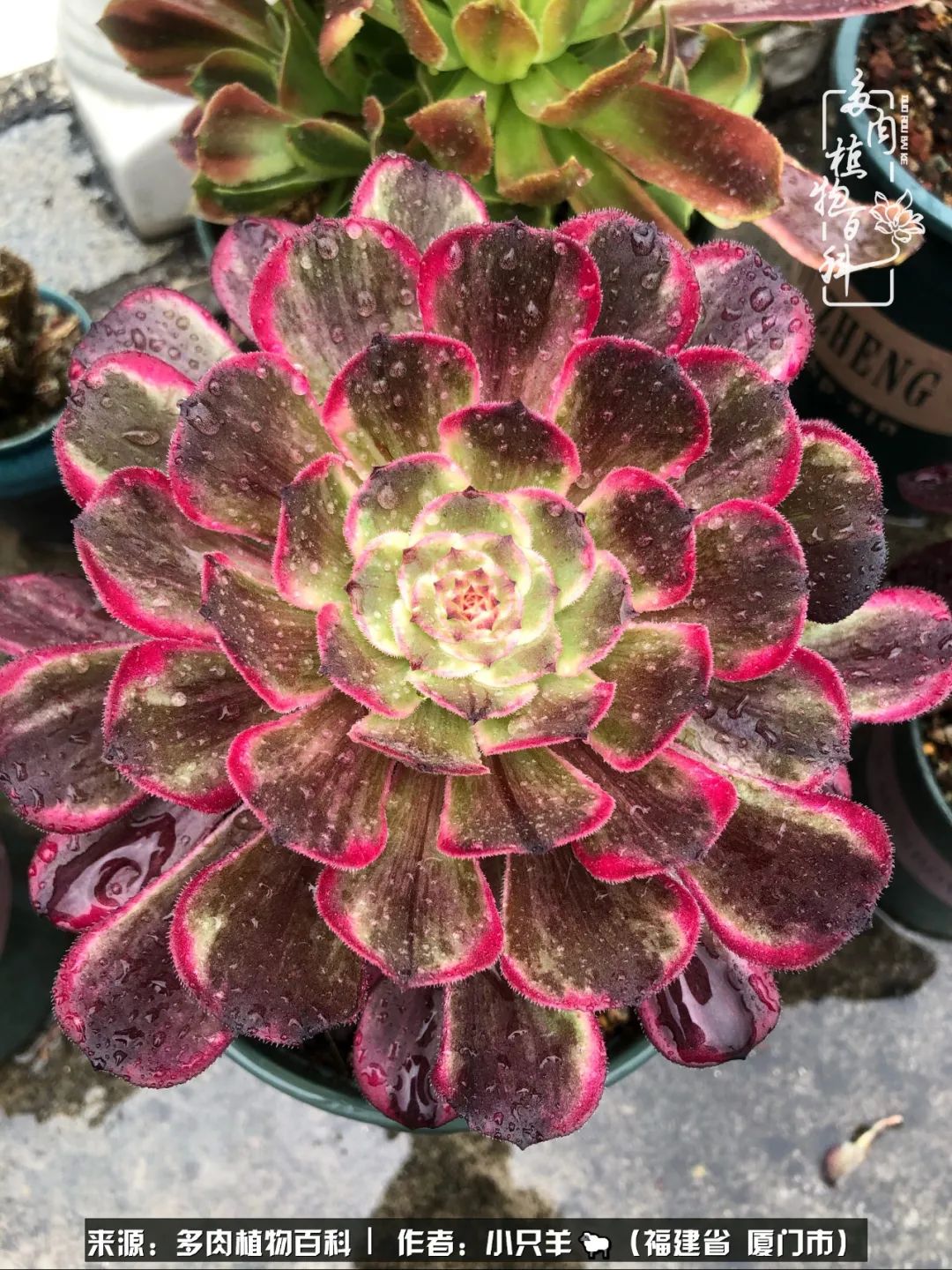 多肉像葡萄一样,多肉像铃兰一样