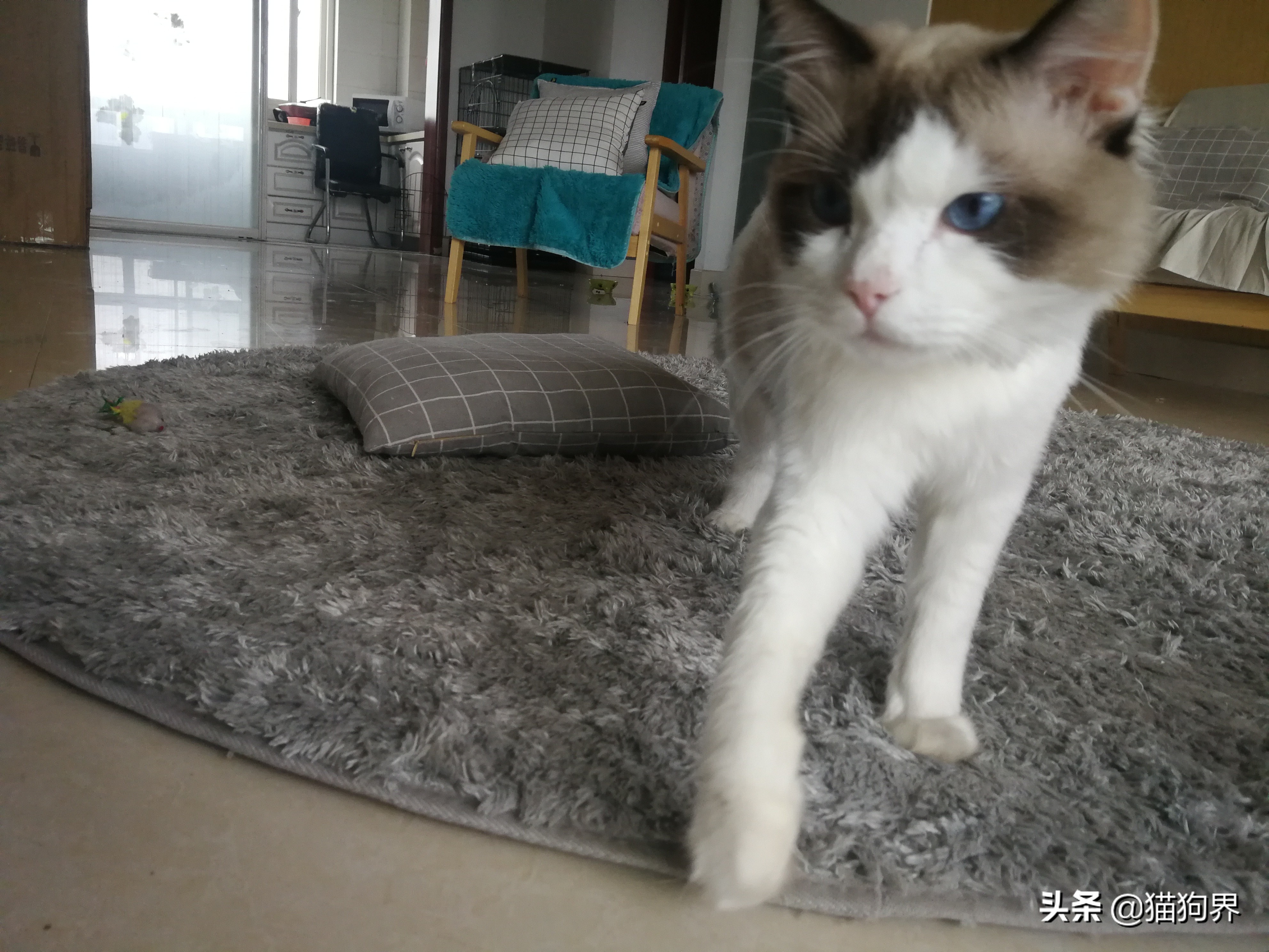 猫咪有几种症状说明它要去喵星了 (猫咪大明星如何护理)