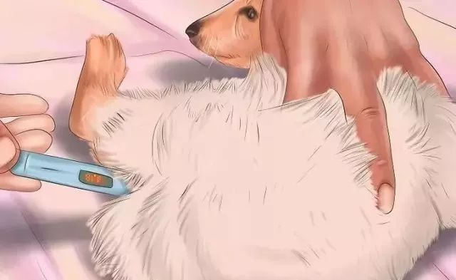 狗狗中暑后好几个小时站不起来,狗狗中暑症状和解救方法及其价格