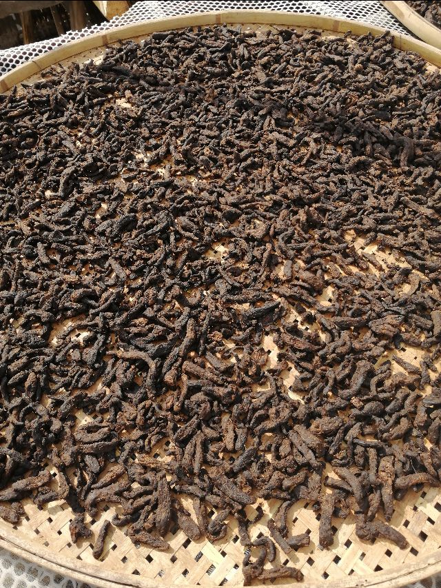 四明山哪里有山黄精,上方山三宝之一黄精