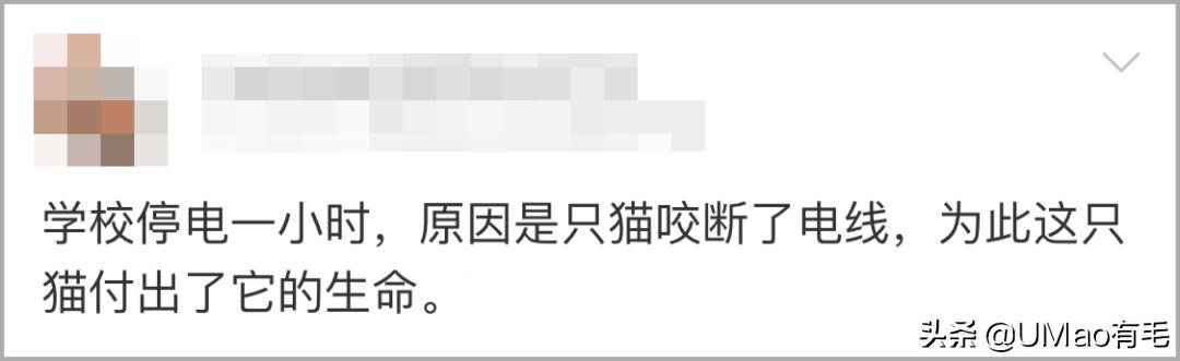 不许猫咪咬东西,不要溺爱猫咪