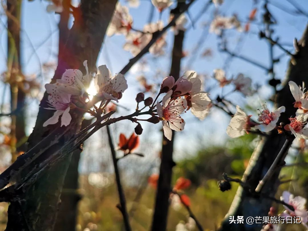 芒果旅游日记新疆攻略,从昆明到大理丽江旅行攻略