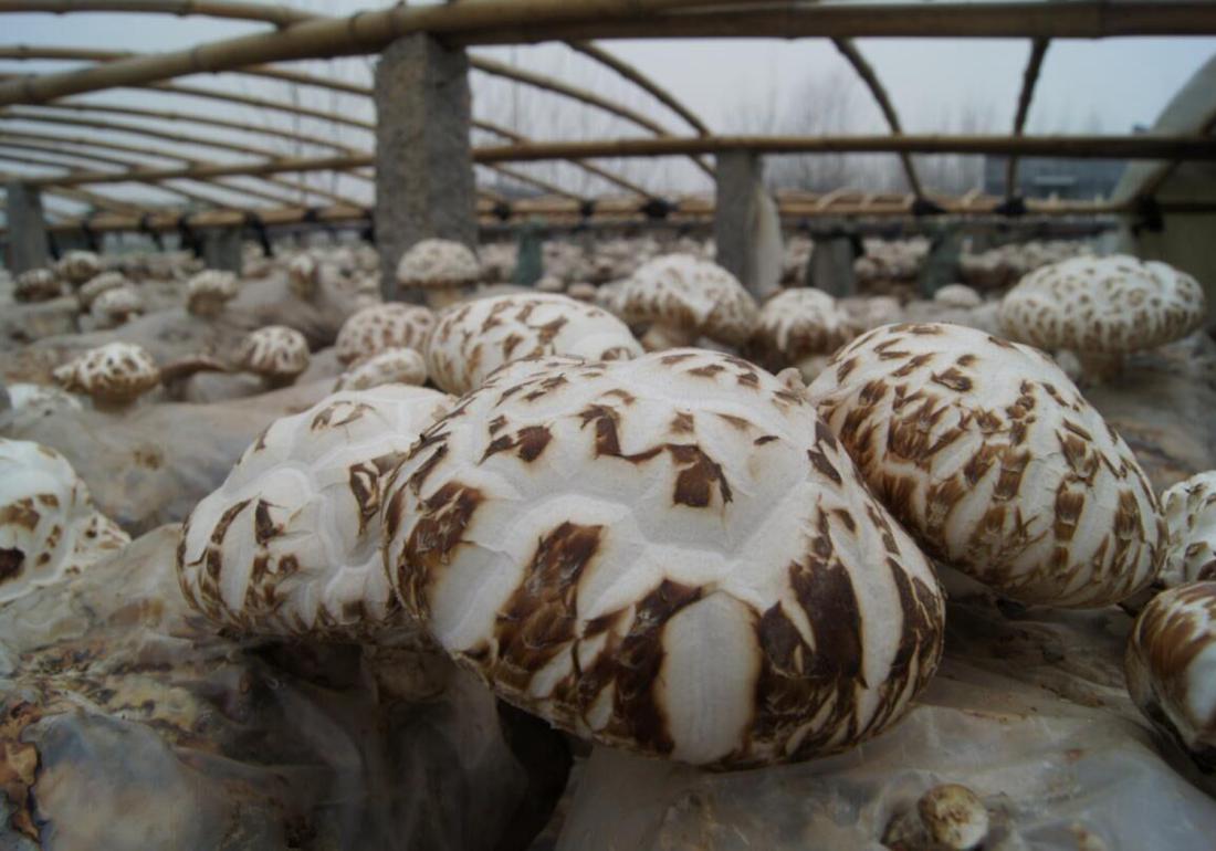 种植香菇怎样能快速发芽,香菇发菌期出现白毛菌怎么办