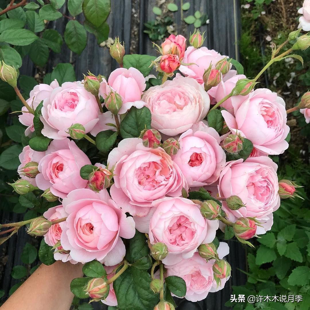 完全无刺的月季花,月季没刺的品种