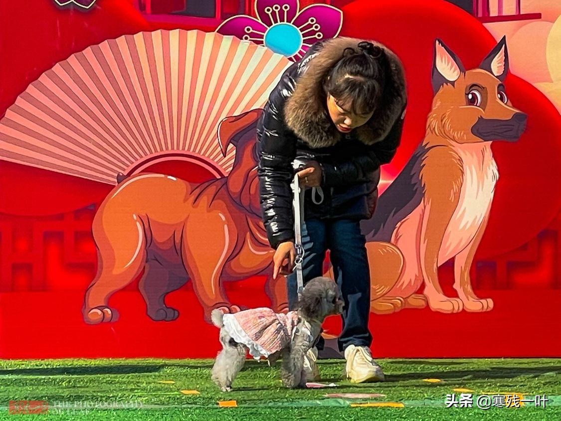 千年古镇的狗选美大赛,千年古镇一场狗狗大赛