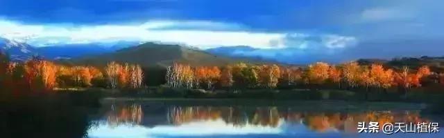 伟大的新疆,伟大的阿勒泰