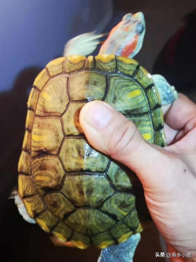 巴西龟到底有什么,巴西龟真的不值钱吗