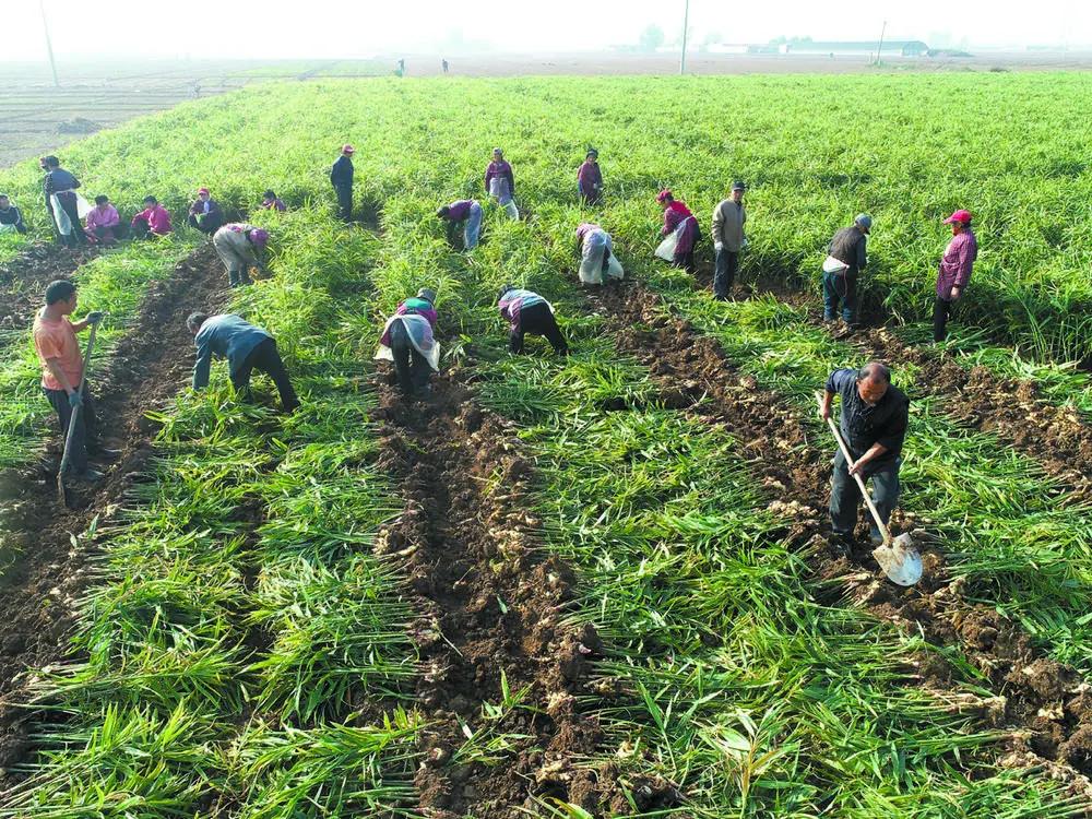 栾城区：“姜”来满满开心收获