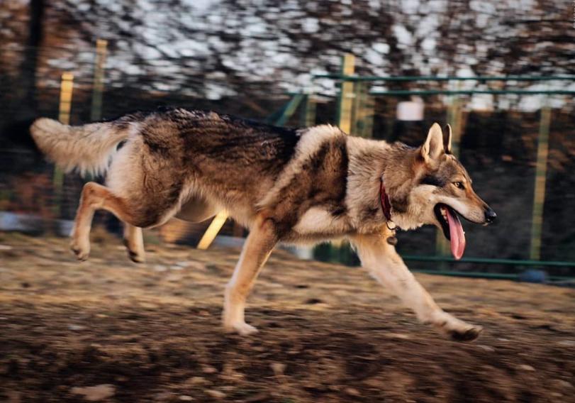 出门最适合带的狗,什么狗最合适出门带