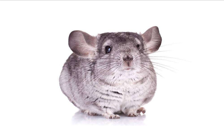 养仓鼠改掉咬笼子的这个坏习惯,仓鼠咬笼子嘴巴出血怎么办