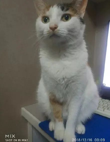 如何学会看猫咪的品相,成年猫咪如何看公母