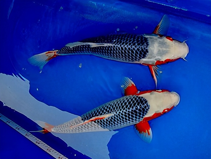 锦鲤鱼怎么养放盐吗,锦鲤用盐浓度