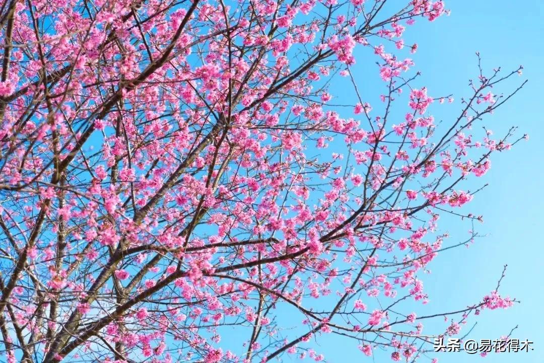 海棠春睡，樱花如雪，两种花卉如何辨识区别？
