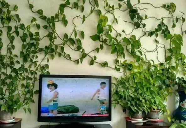 绿萝怎么造型更好看,大绿萝怎么做造型好看