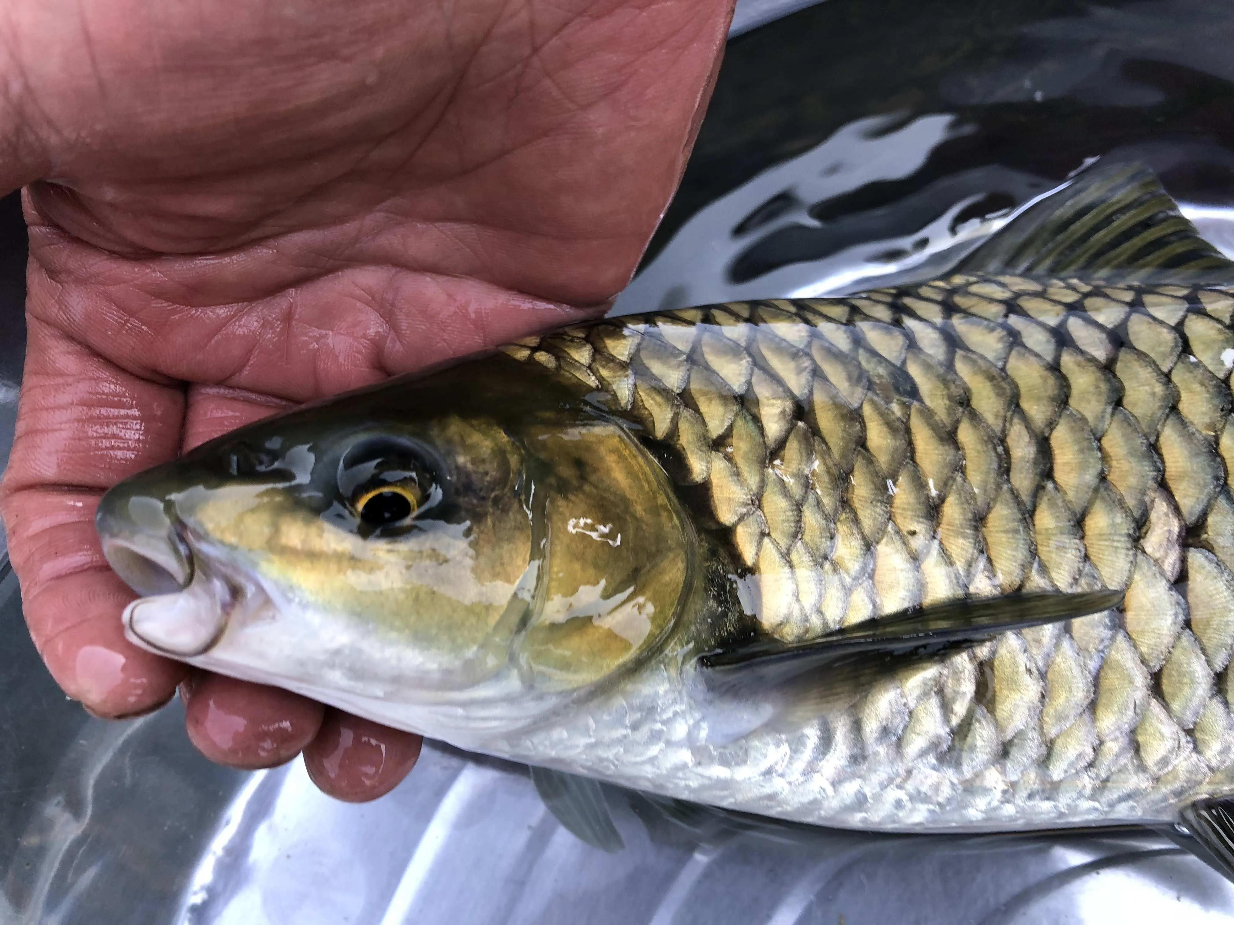 中国最好吃的4大淡水鱼,中国特别好吃的10种淡水鱼