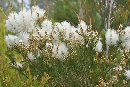 鼻炎用精油按摩有效吗,茶树精油滴鼻子治鼻炎