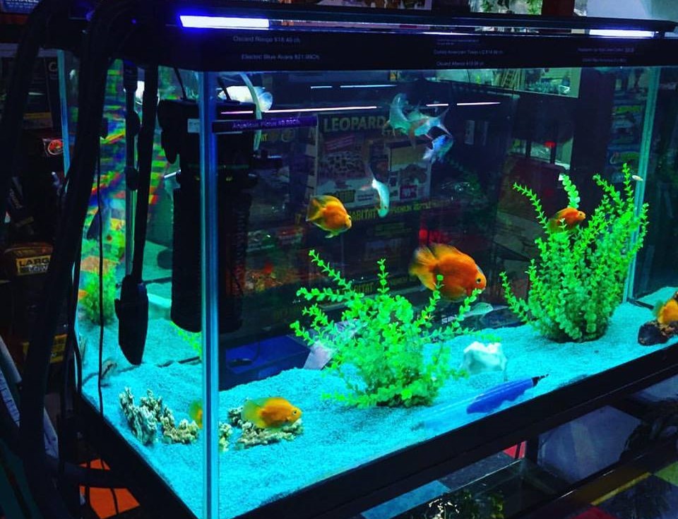 观赏鱼食物中毒怎么办,观赏鱼中毒了