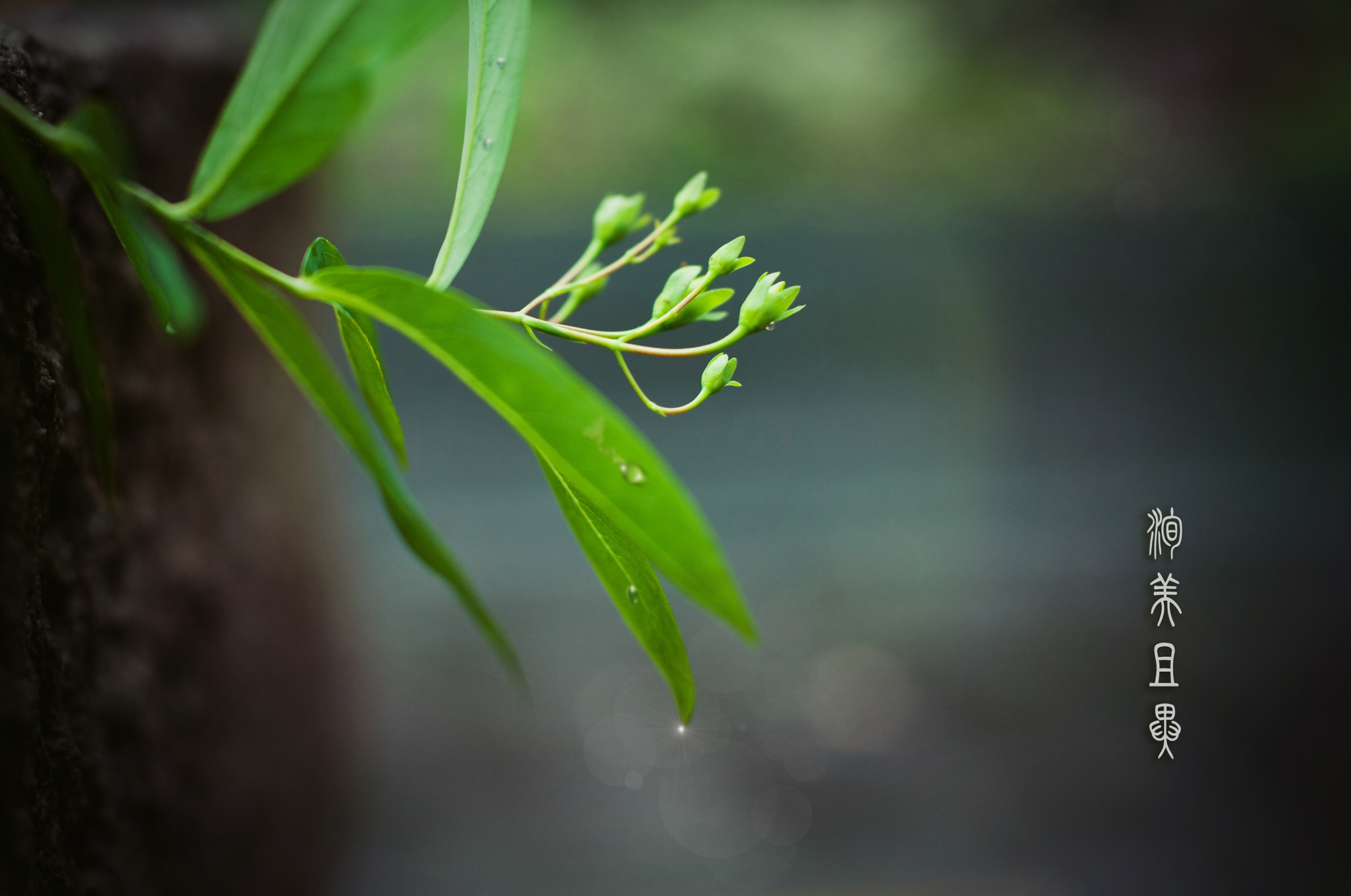 第14篇，尼康相机的标头-2021年元旦快乐