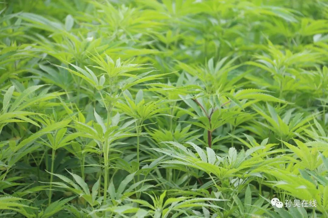 走向我们的小康生活红山窑,走向我们的小康生活这条路