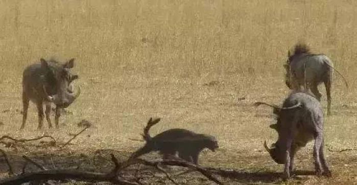 全球最无所畏惧的平头哥,世界上谁能打败平头哥