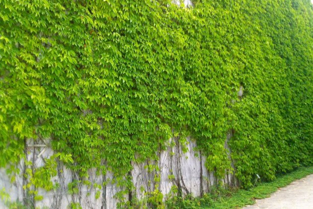 爬山虎这样养，不出两年爬满房子！