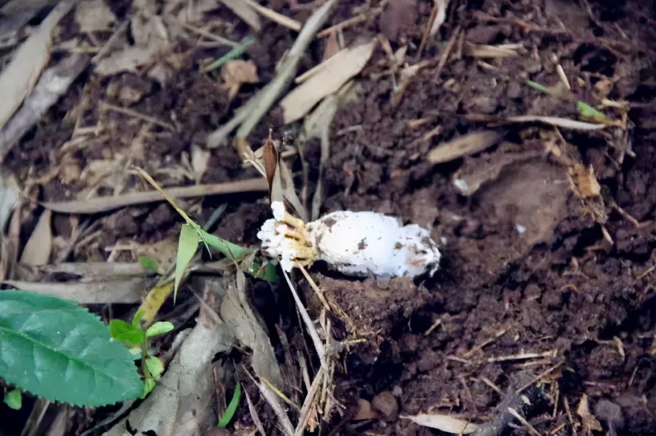句容菜排行榜前十名,句容最有名的10道菜